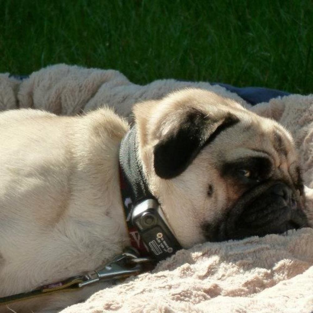 Meet your Posher, Donna